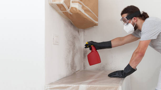 Professional Basement Mold Remediation technician working in Three Springs, PA
